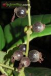 Calyptranthes aromatica / cravo-da-terra